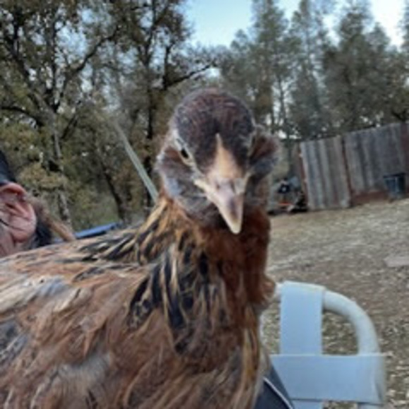 Meet your Posher, Nayely - Picture 1 of 2